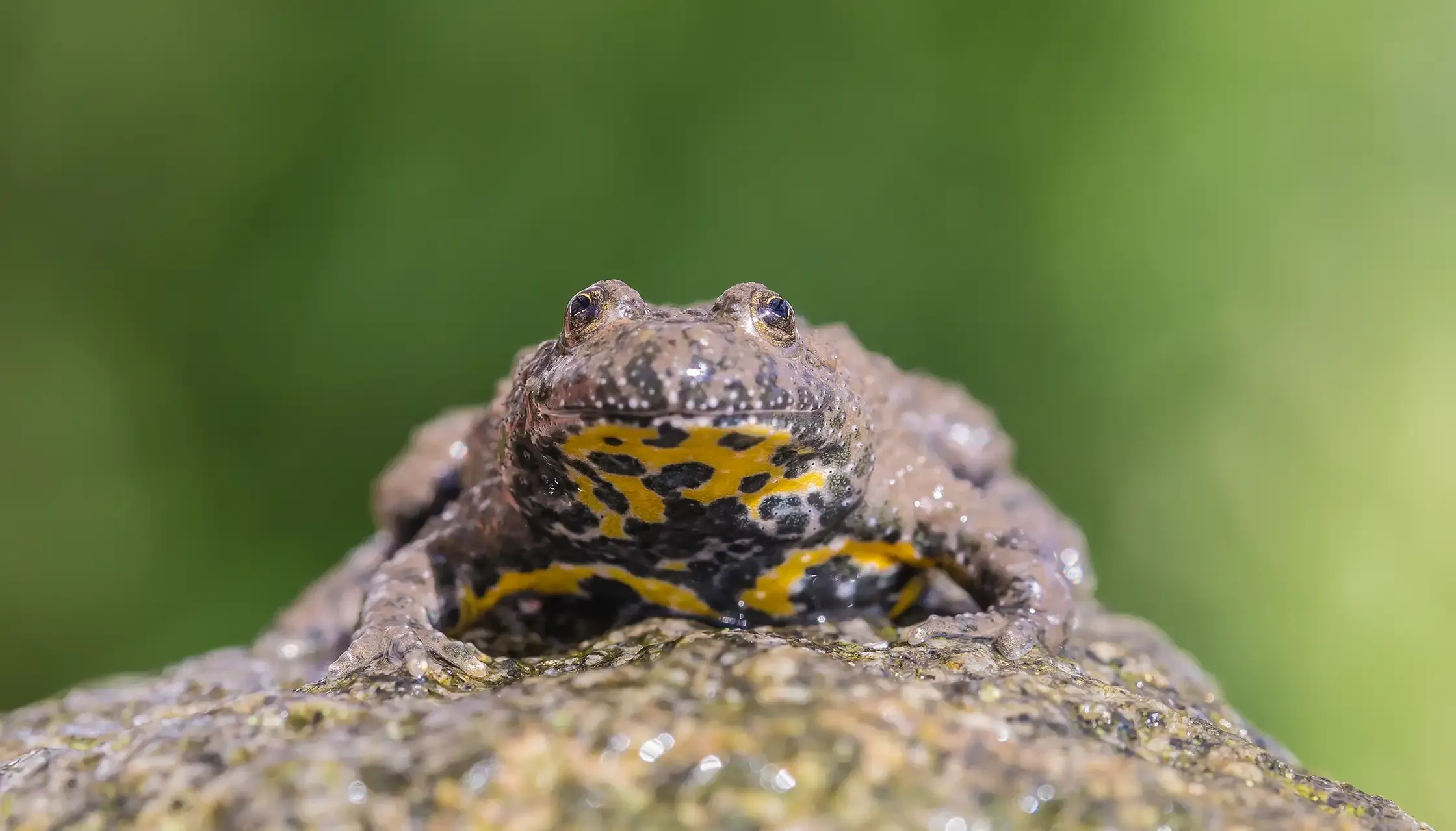 Gelbbauchunke Auf Fels Im Geo Naturpark BergstraßE Odenwald (Herwig Winter)